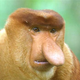 Image for article titled 12 Real Animals We Can't Believe Aren't Pokémon